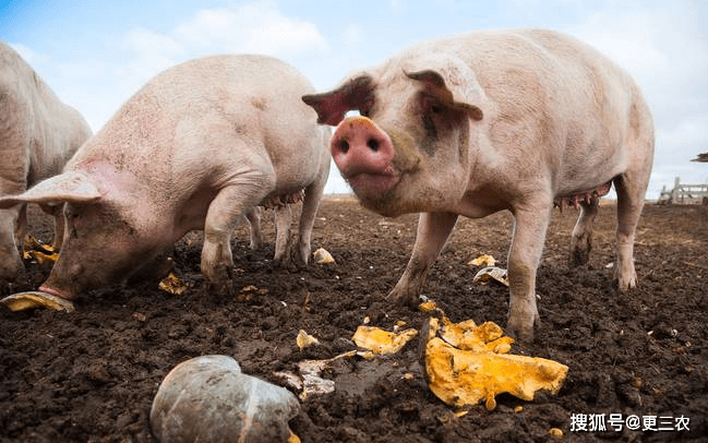 最新小豬價(jià)及其背后的溫馨故事