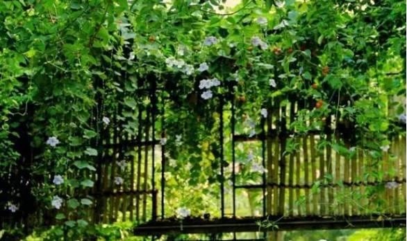 探索現(xiàn)代園藝新潮流與技巧的種花家最新