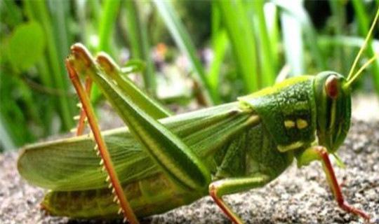 揭秘蝗蟲危害背后的自然美景之旅