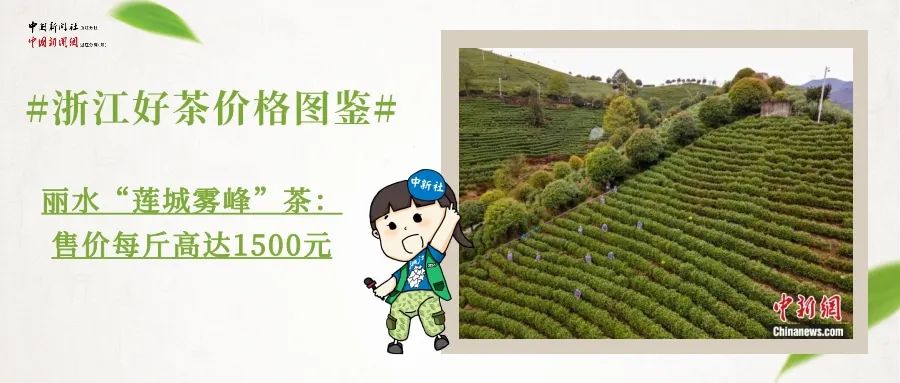新茶最新價格動態(tài)，茶葉市場情報集結(jié)