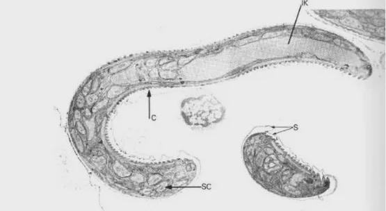 包蟲界的明星日常趣事揭秘