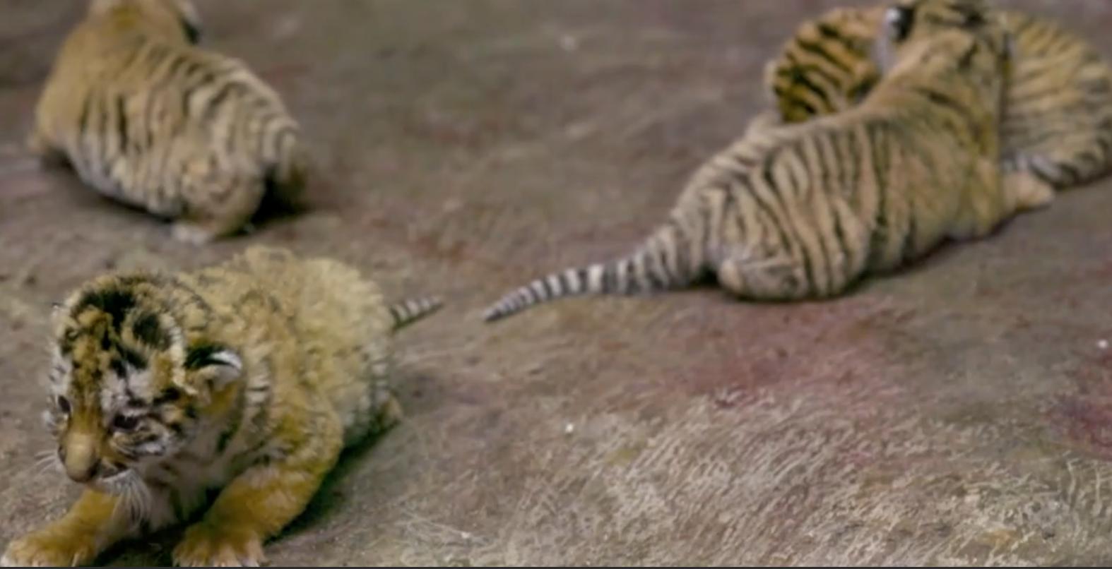 最新林園高科技產(chǎn)品展示與介紹