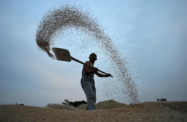 今日小麥價(jià)格行情及小巷中的秘密糧倉揭秘