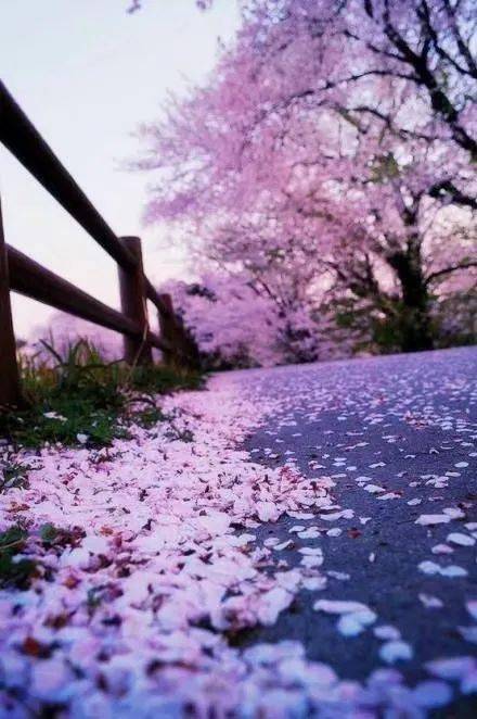 落花最新，一場自然美景的輕松邅逅之旅