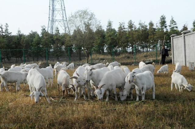 時代背景下的活羊價格波動及其影響分析