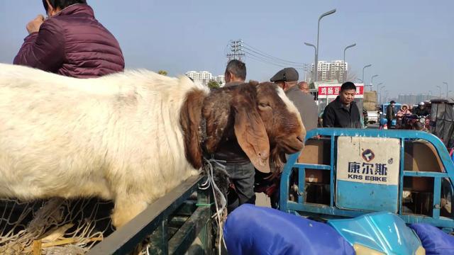 時代背景下的活羊價格波動及其影響分析