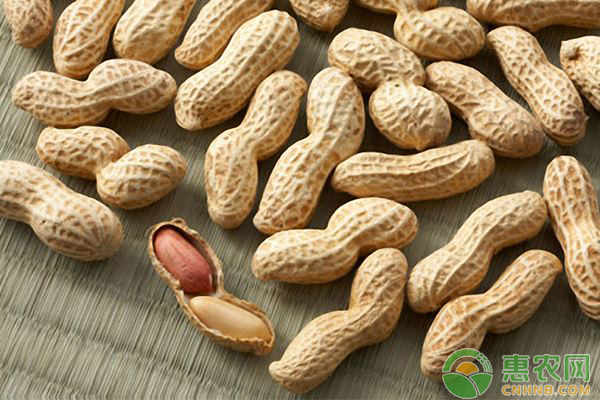 最新花生價格行情及小巷中的秘密美食之旅
