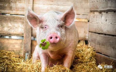 河南最新豬價(jià)變化中的機(jī)遇與自信成就感解析