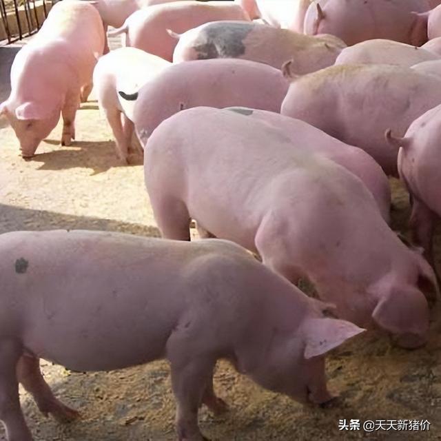 河南最新豬價(jià)變化中的機(jī)遇與自信成就感解析