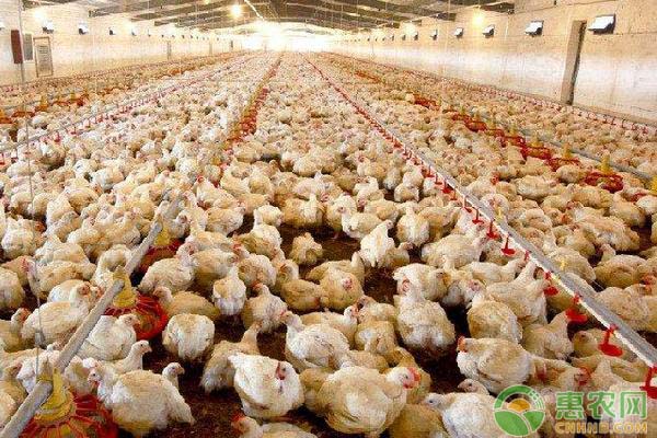 今日肉毛雞價(jià)格行情更新報(bào)告