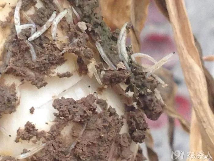 治韭蛆最新特效藥，告別韭菜煩惱的新希望????