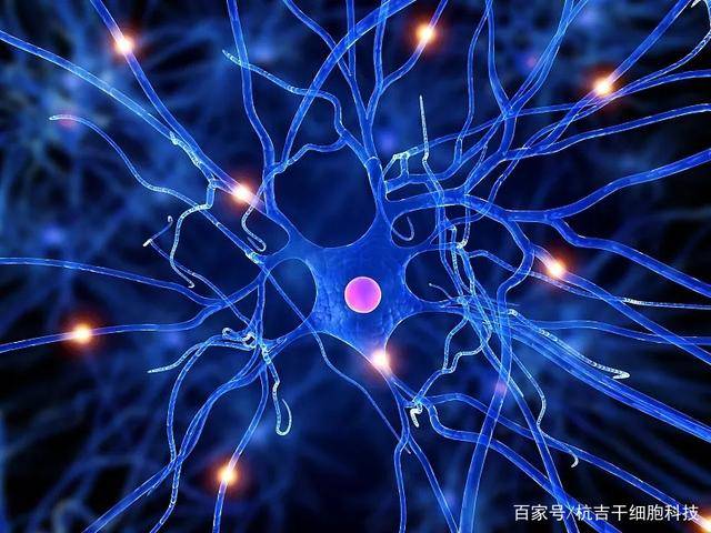 華山神經(jīng)干細(xì)胞最新研究動(dòng)態(tài)概覽