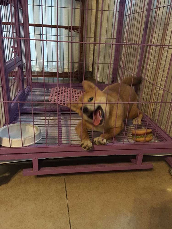 山東格惠犬吧，探尋獨特犬舍的小巷之旅