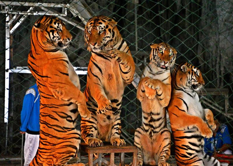 四虎最新地址探討與多元觀點(diǎn)分享