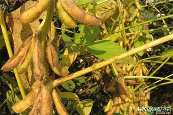 山東玉米補(bǔ)貼最新政策詳解及政策更新通知