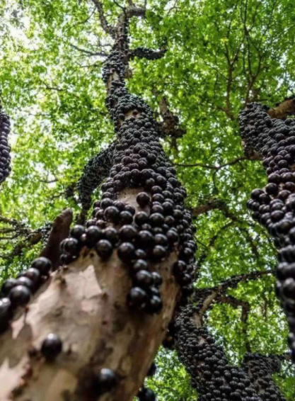 嘉寶果最新品種及其觀點論述