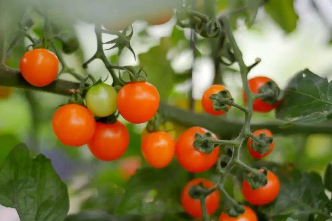 嘉寶果最新品種及其觀(guān)點(diǎn)論述