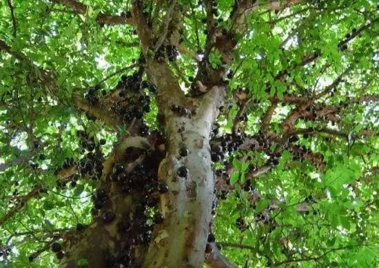 嘉寶果最新品種及其觀(guān)點(diǎn)論述