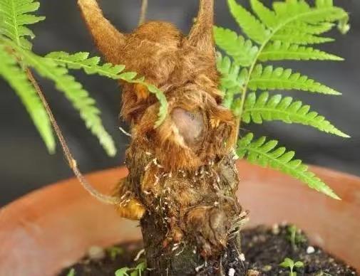 泰寧房屋出售最新消息及市場現(xiàn)狀與前景分析