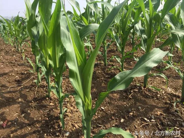 遇見(jiàn)自然美景與鐵研最新玉米種，探索之旅開(kāi)啟